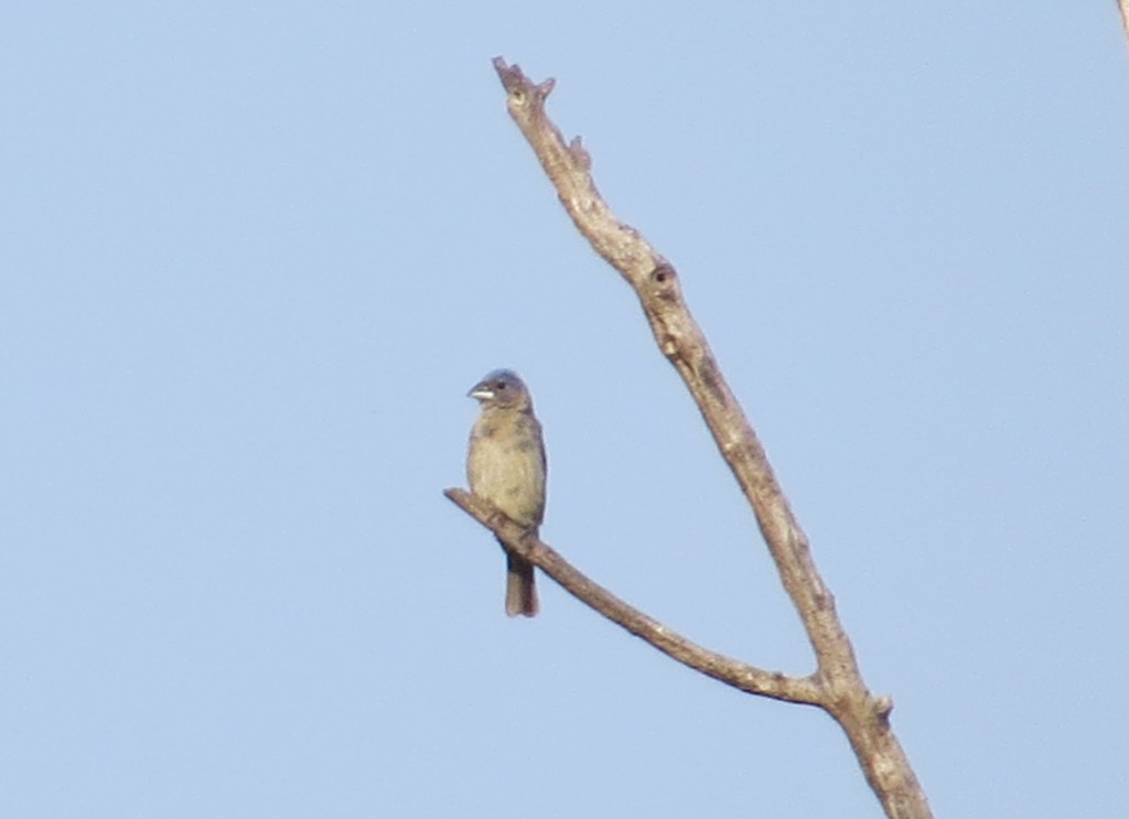 Blue Grosbeak sub-adult male on 270th St. in the trees just south of 840th Ave.