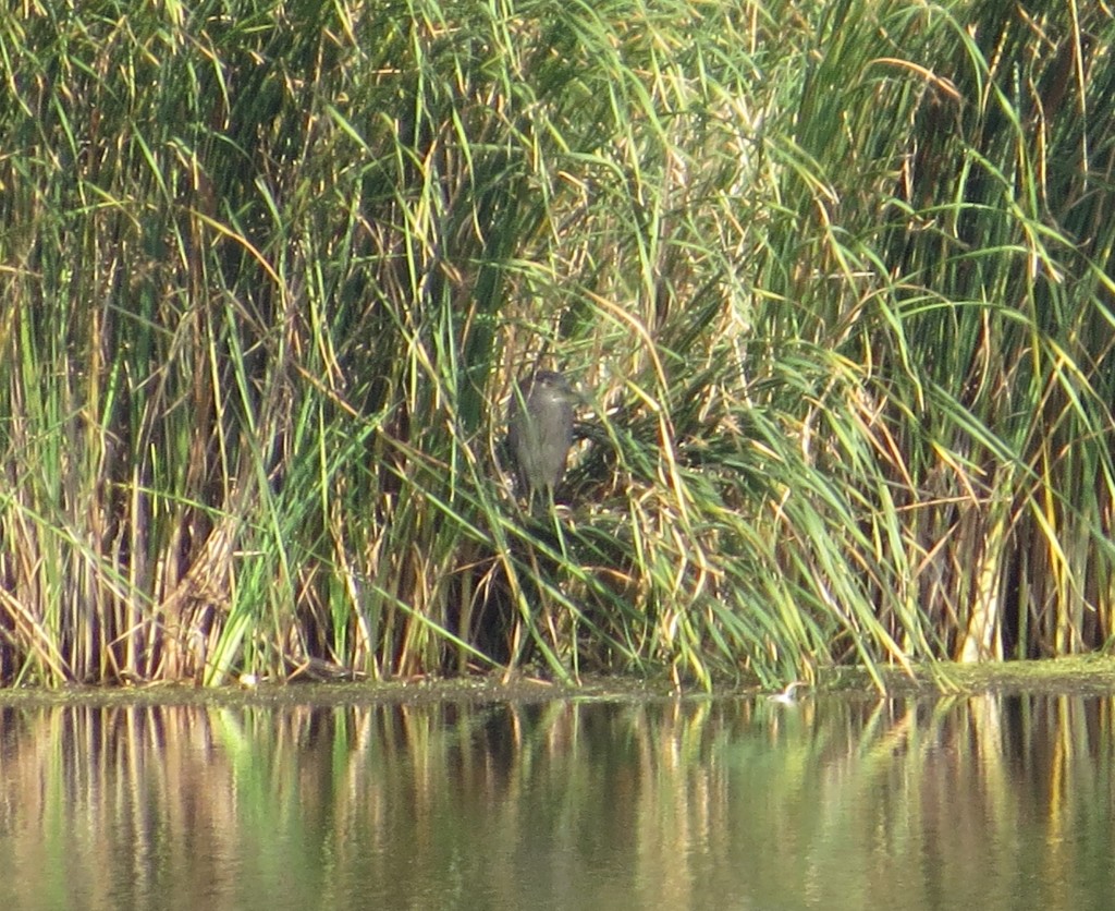 Black-crowned Night Heron