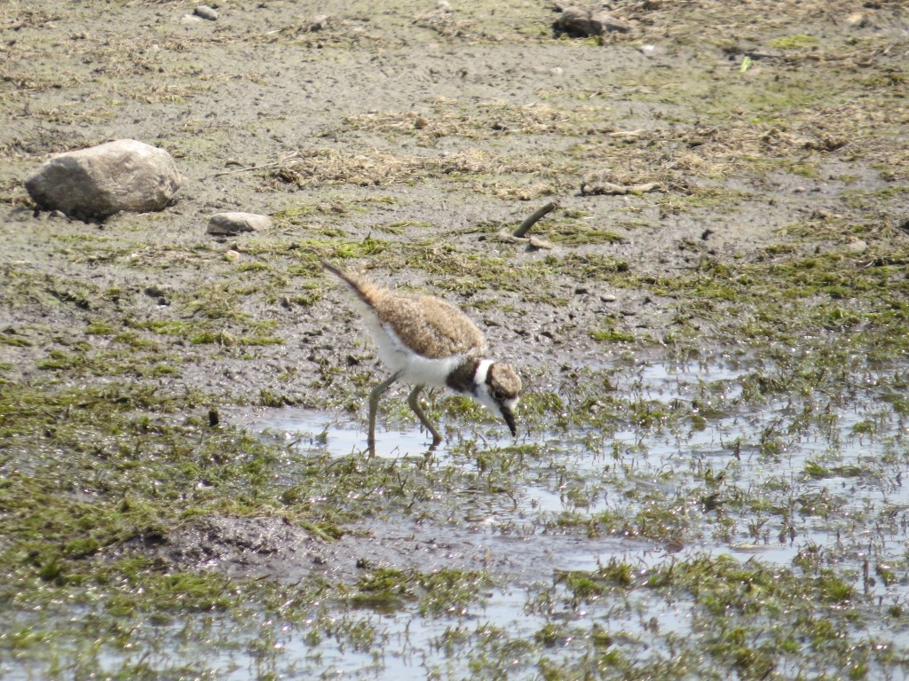 Juvenile Killdeer