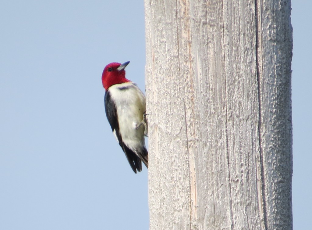 Red-headed Woodpecker