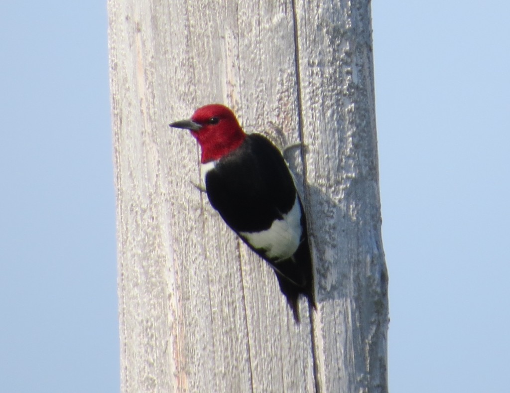 Red-headed Woodpecker