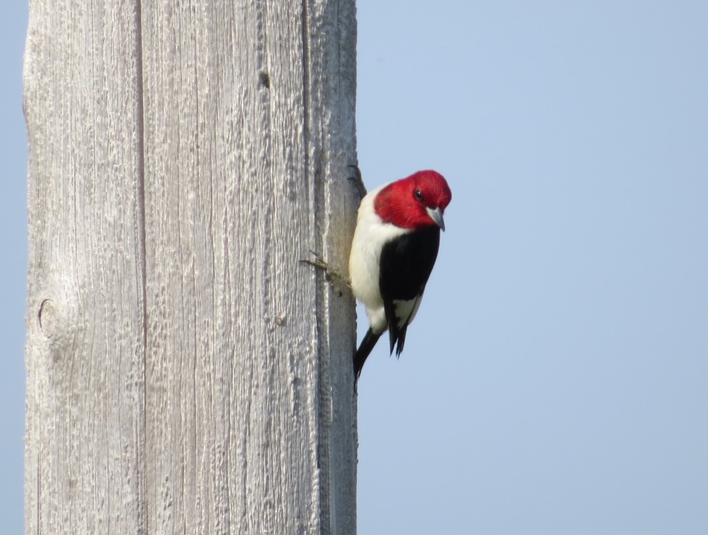 Red-headed Woodpecker