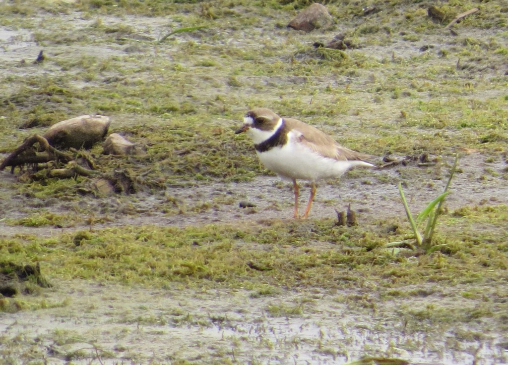 Semipalmated Plover