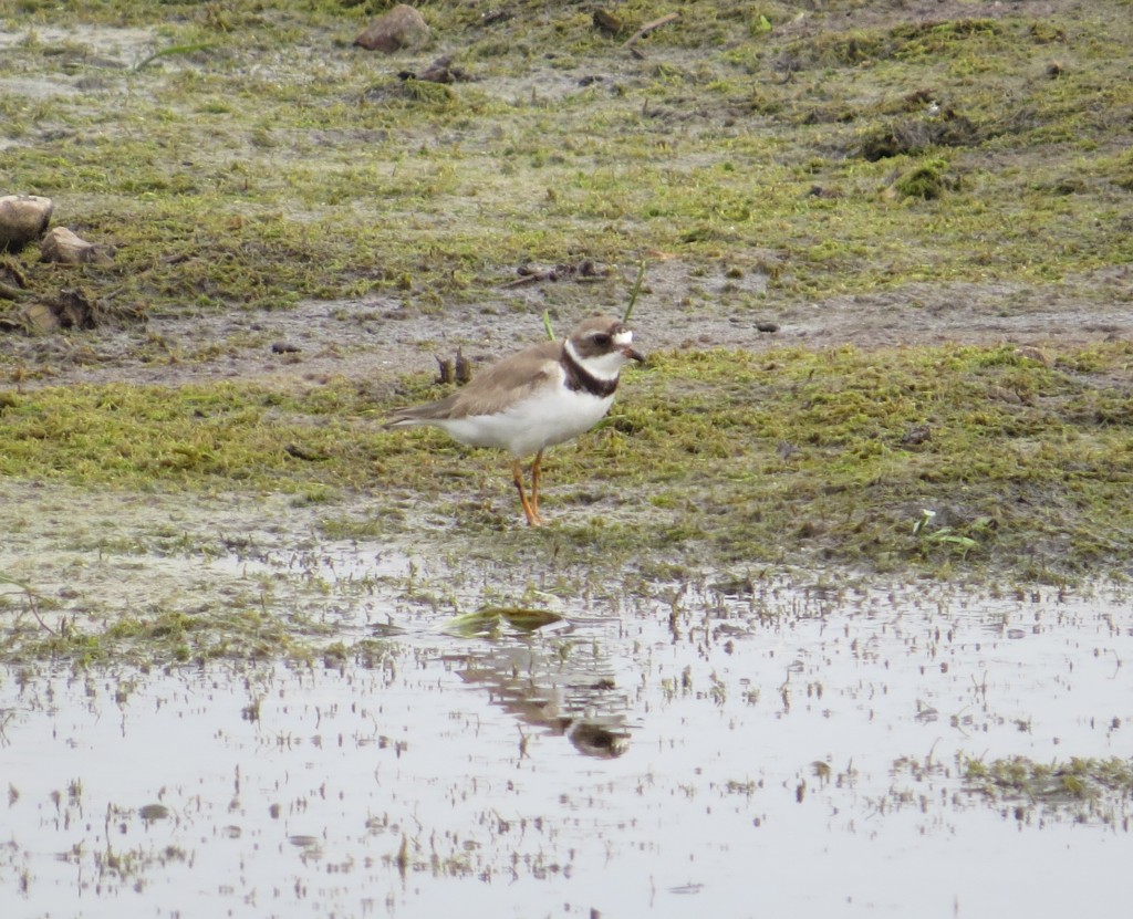 Semipalmated Plover