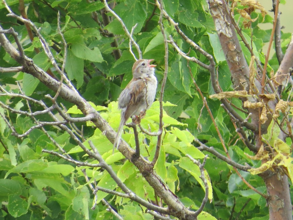 Field Sparrow