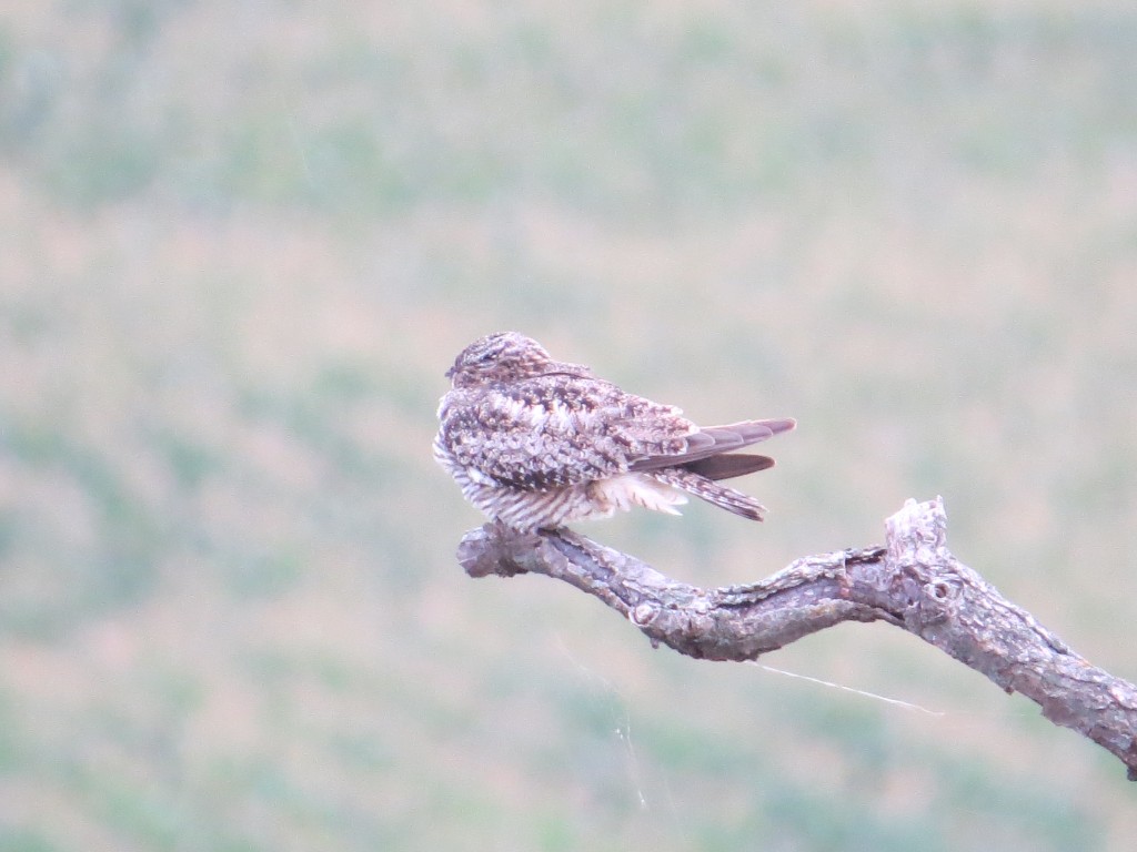 Common Nighthawk