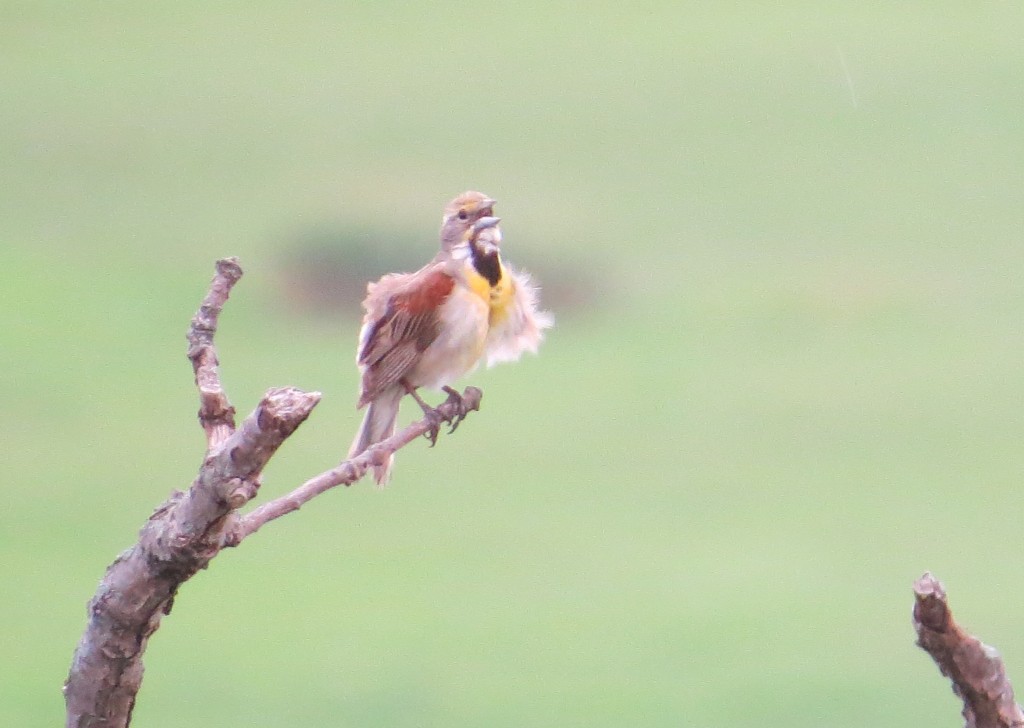 Dickcissel