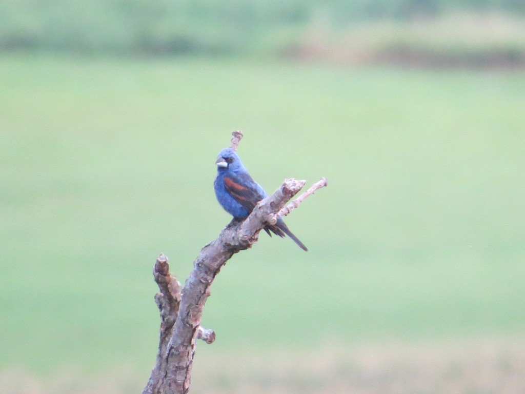 Blue Grosbeak