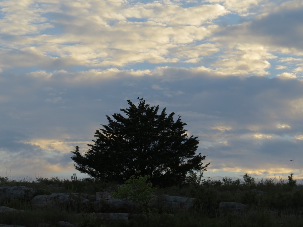 Can you find the Blue Grosbeak and Common Nighthawk in this photo?