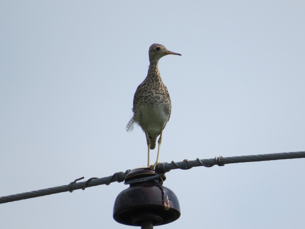 Upland Sandpiper