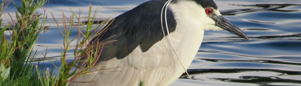 Black-crowned Night-Heron