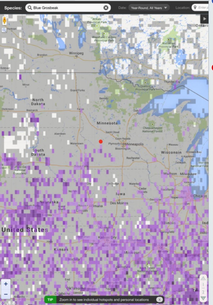 The red dot is where we live.  Blue Grosbeaks have traditionally been found in just the very southwestern corner of Minnesota which is much less territory than what this sightings map indicates