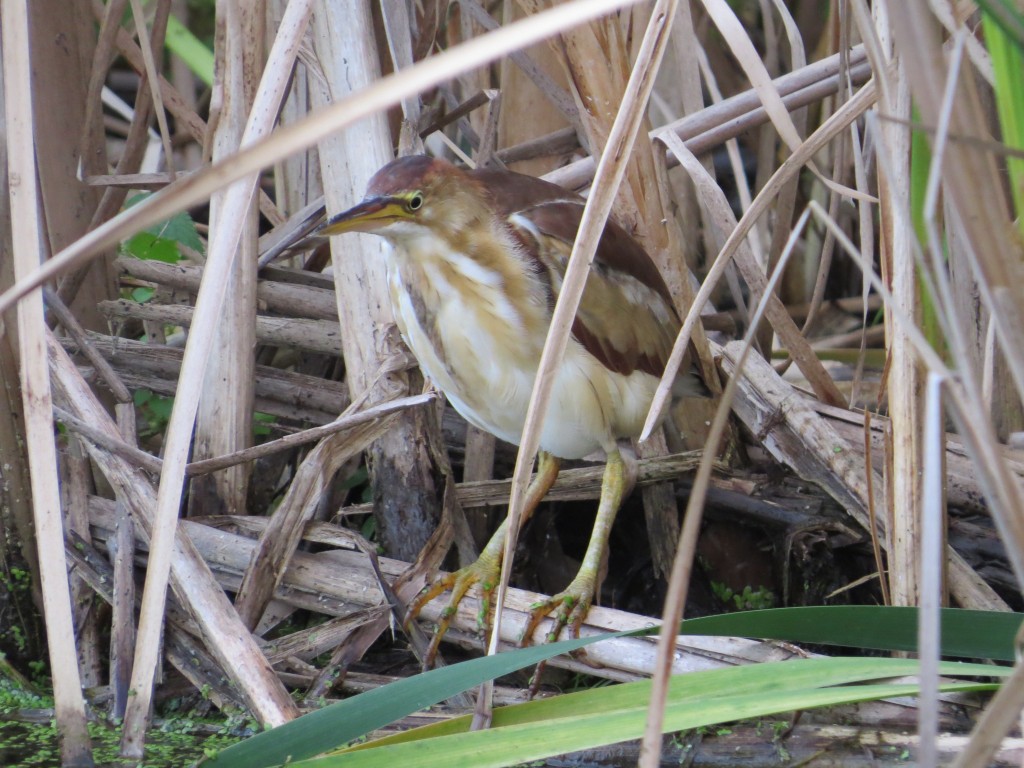 Least Bittern at Wood Lake Nature Center in Richfield