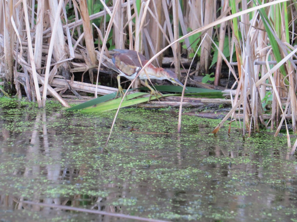 Least Bittern