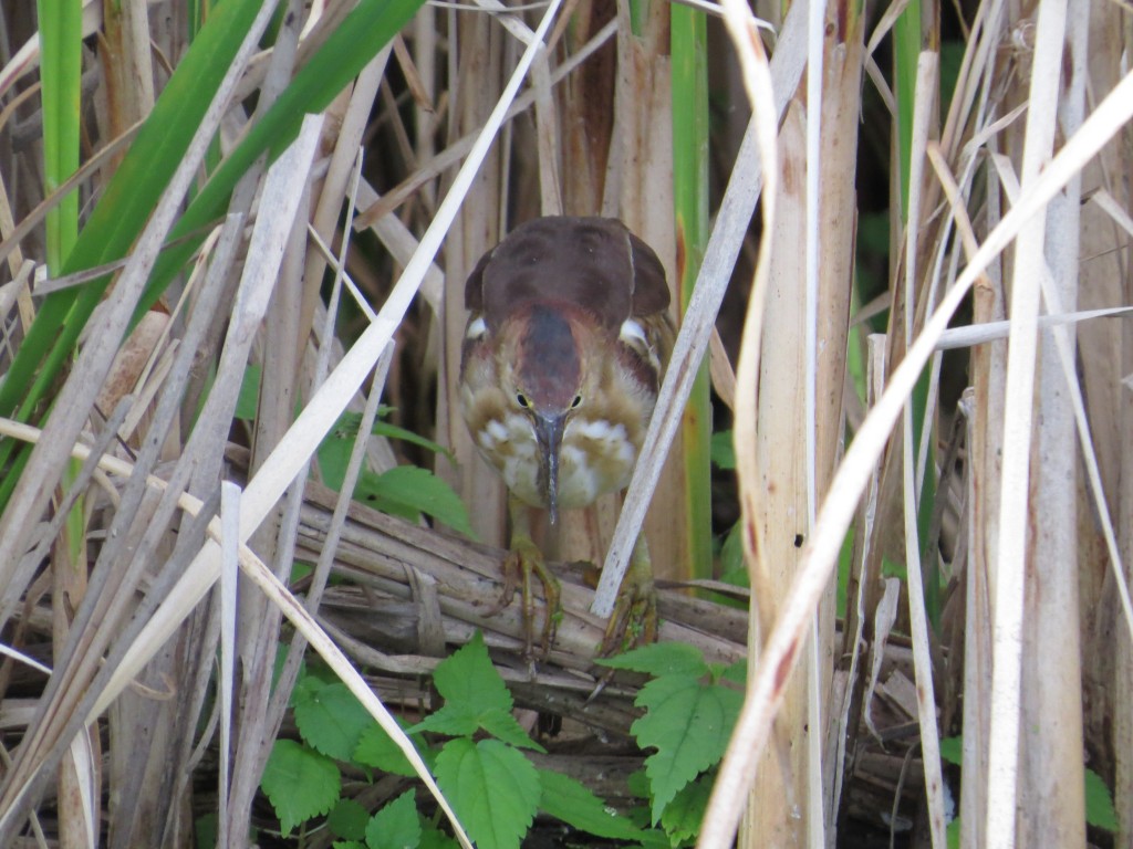 Least Bittern