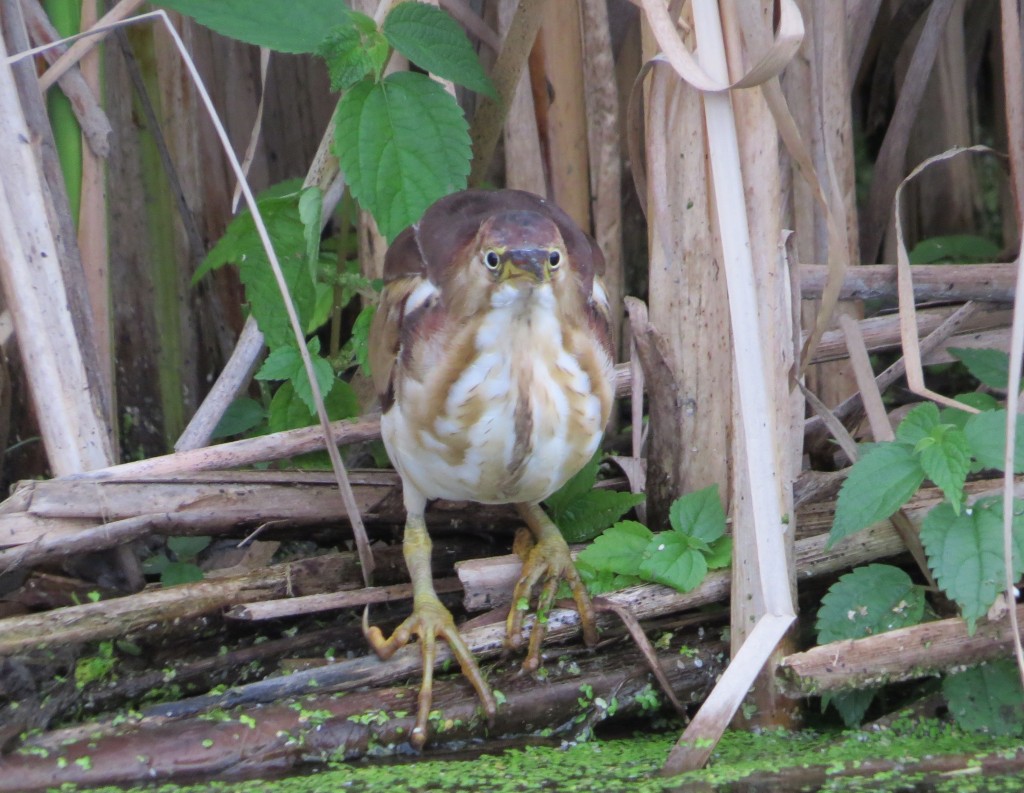 Least Bittern