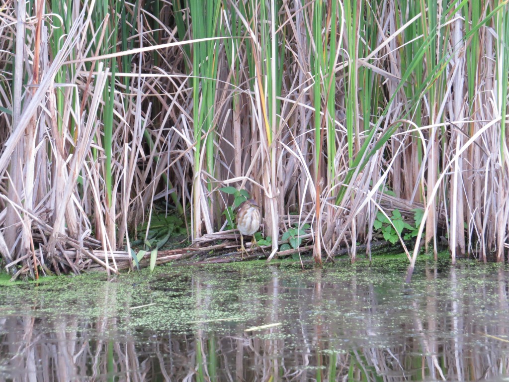 Least Bittern