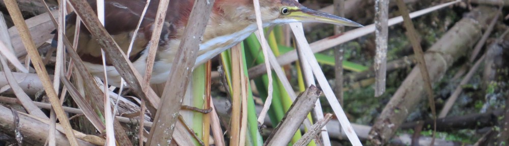 Least Bittern