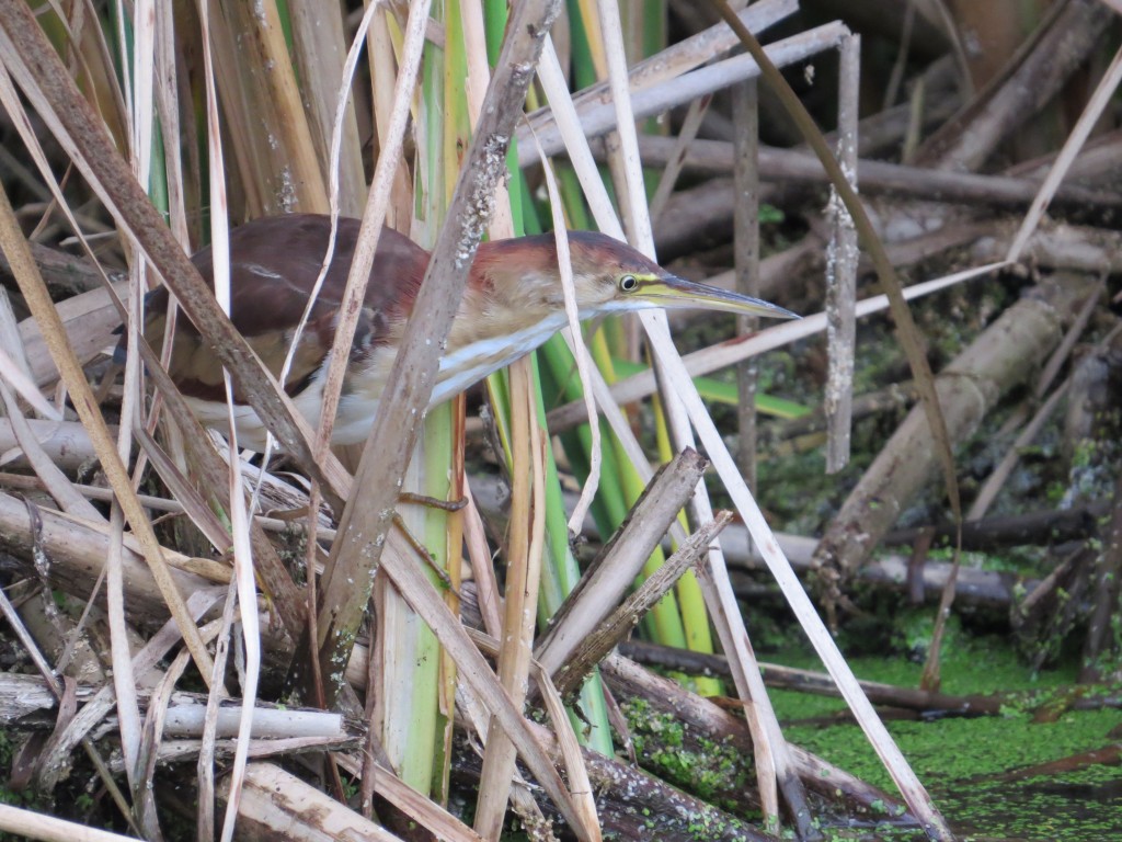 Least Bittern