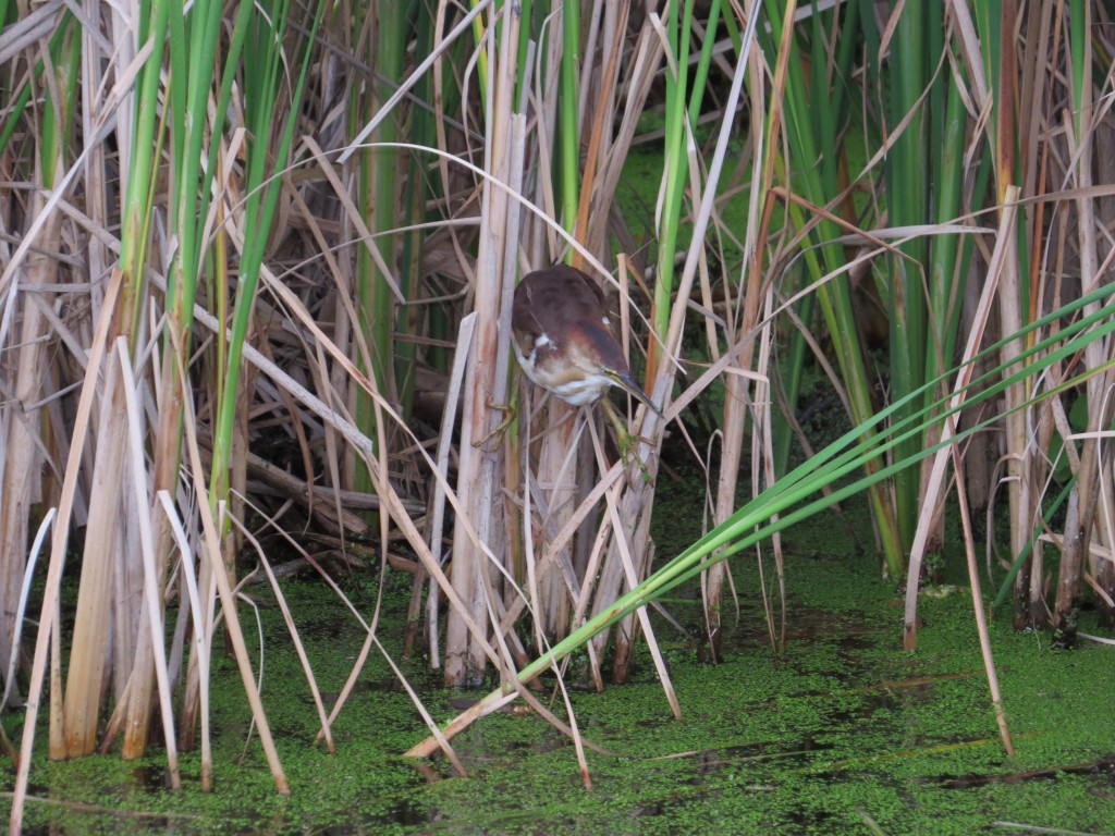 Least Bittern