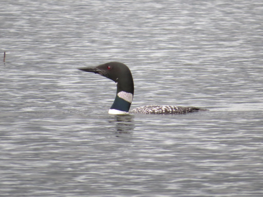 Common Loon AKA "loon" to Minnesotans