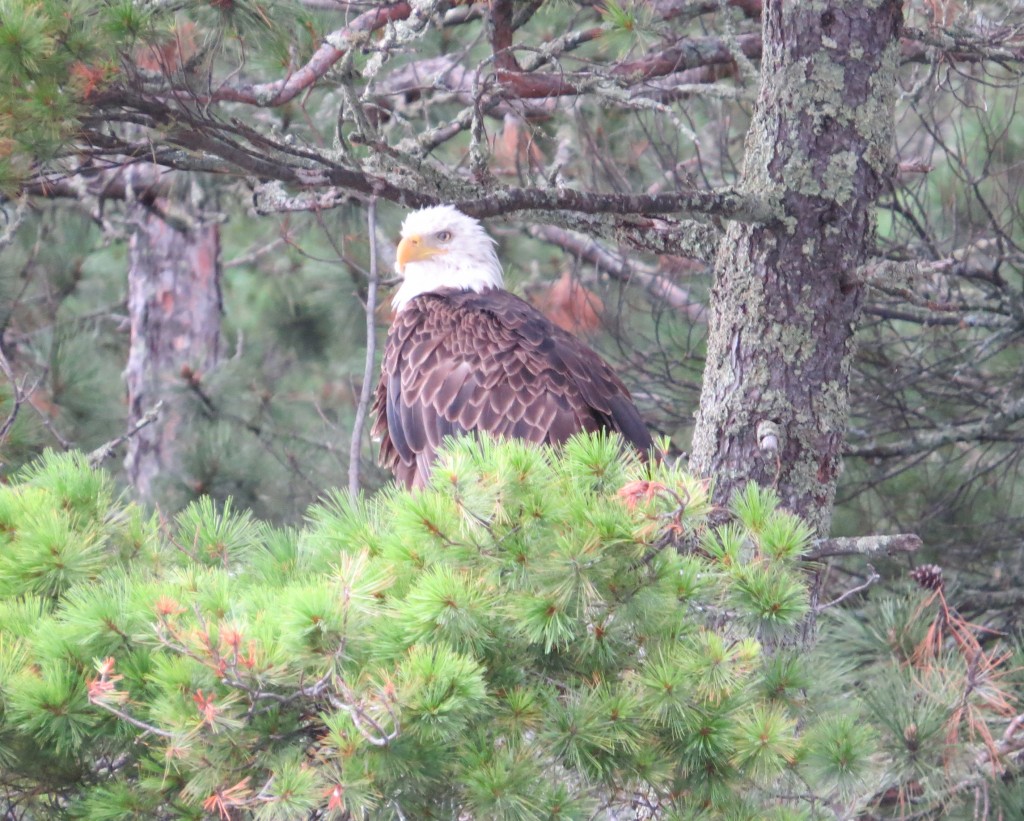 Bald Eagle on Lake Vermilion