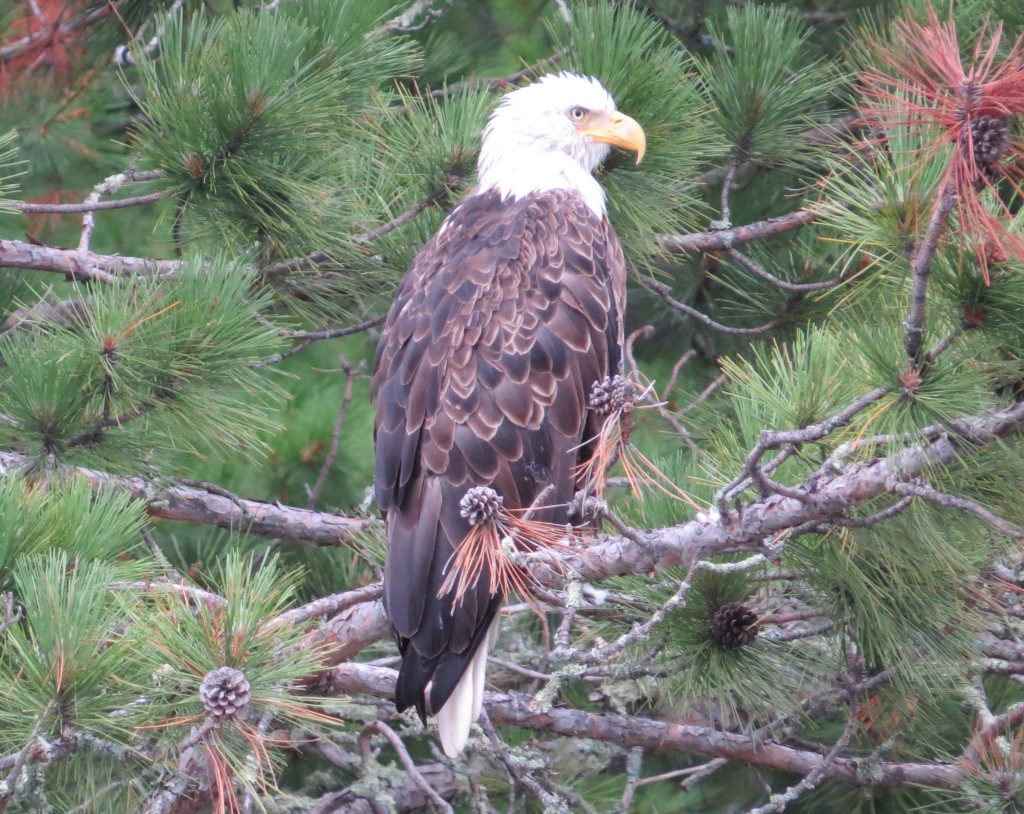 Bald Eagle