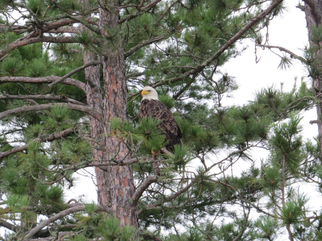 Bald Eagle