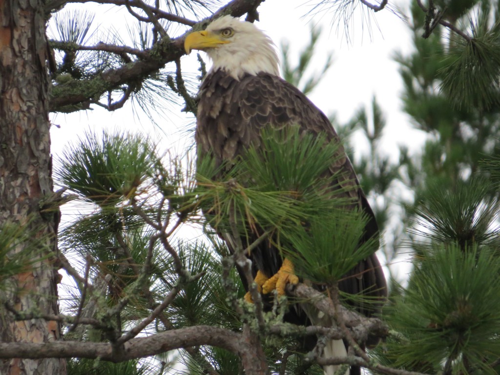 Bald Eagle