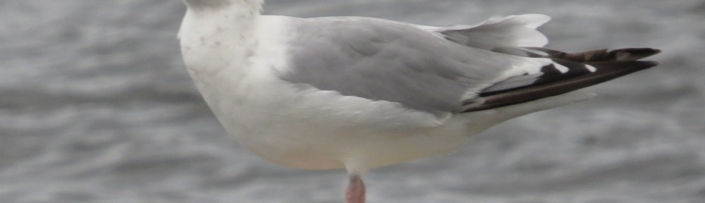 Herring Gull