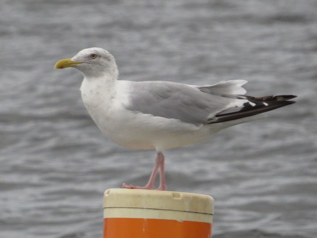 Herring Gull