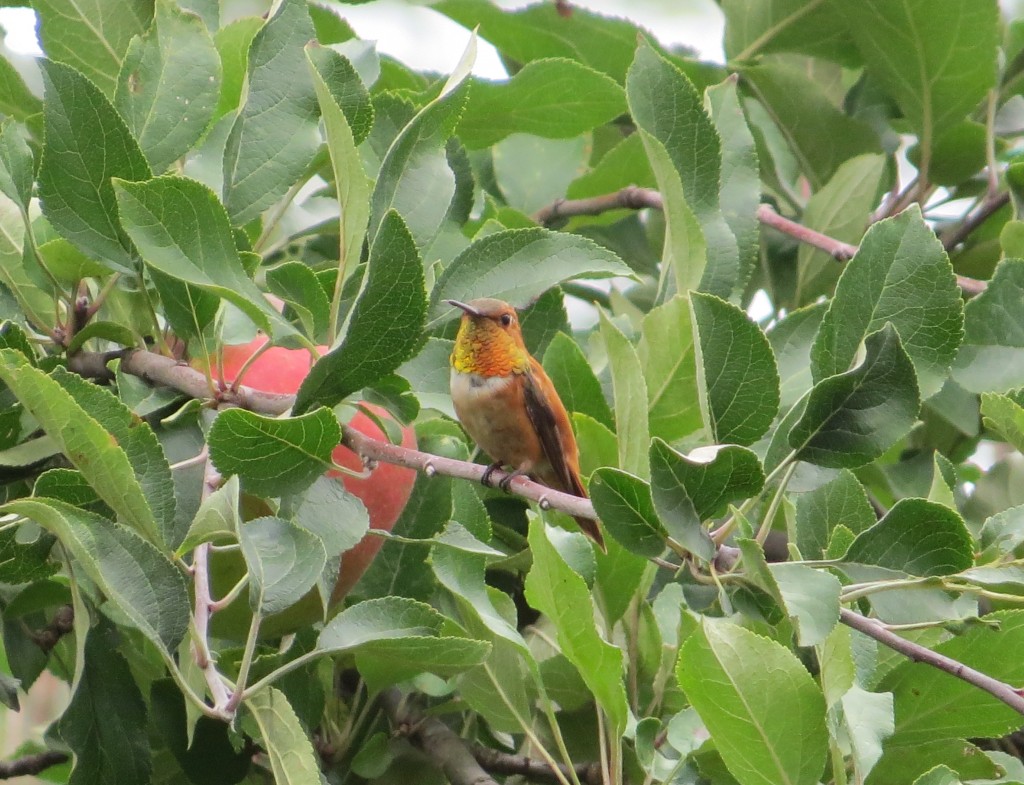 Rufous Hummingbird