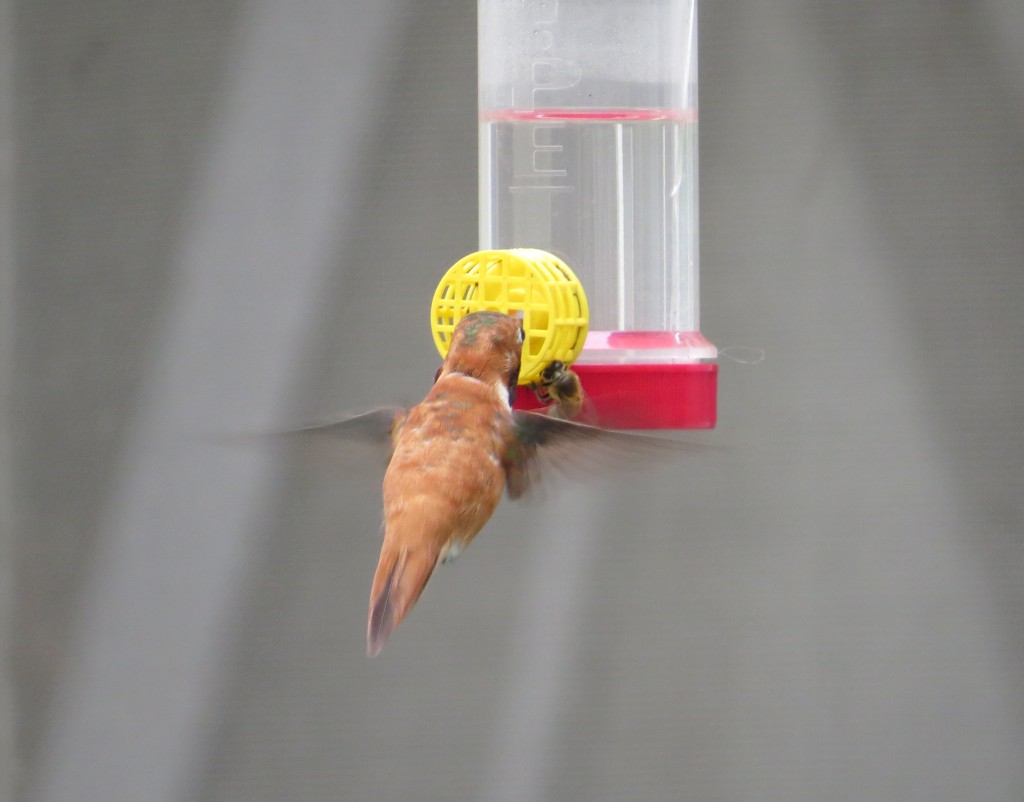 Rufous Hummingbird