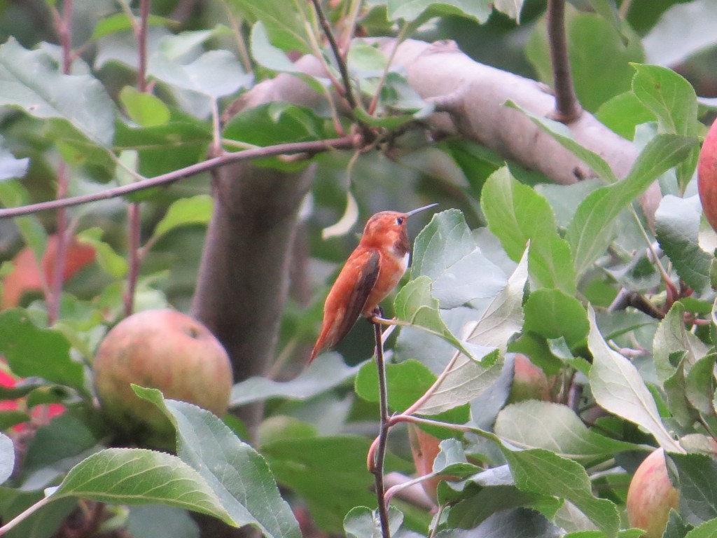 Rufous Hummingbird in Le Sueur, Minnesota