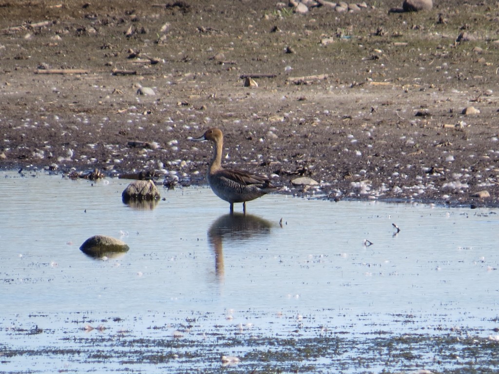 Northern Pintail