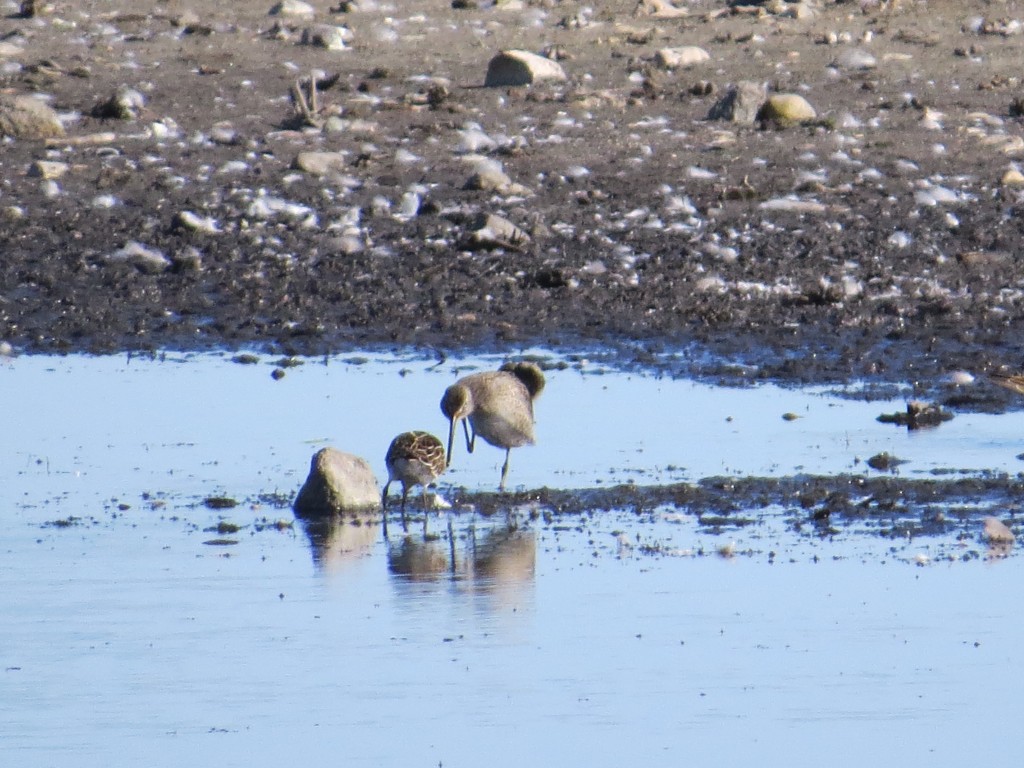 Short-billed Dowitcher