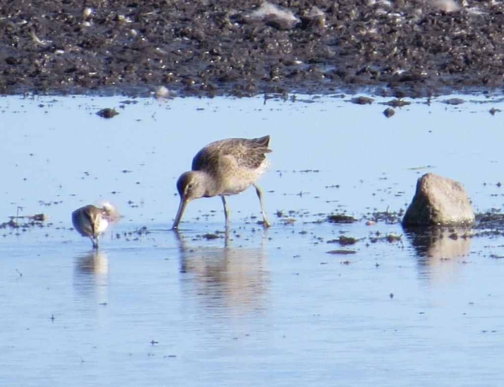 Short-billed Dowitcher