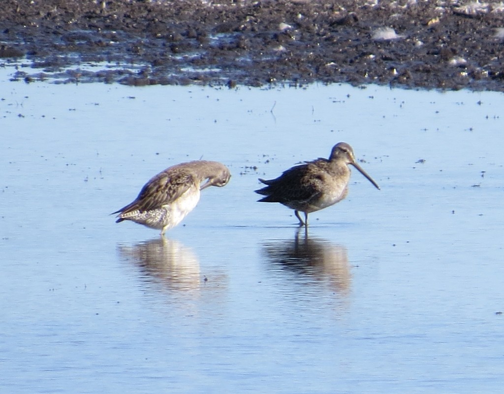 Long-billed and Short-billed Dowitcher