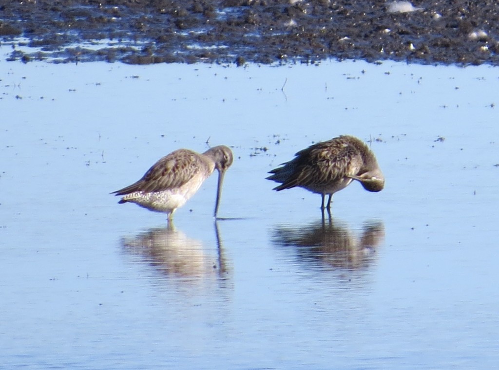 Long-billed Dowitcher and Short-billed Dowitcher Lifers!