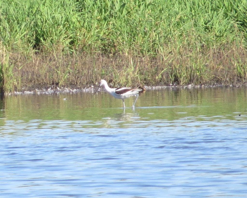 American Avocet in winter plumage