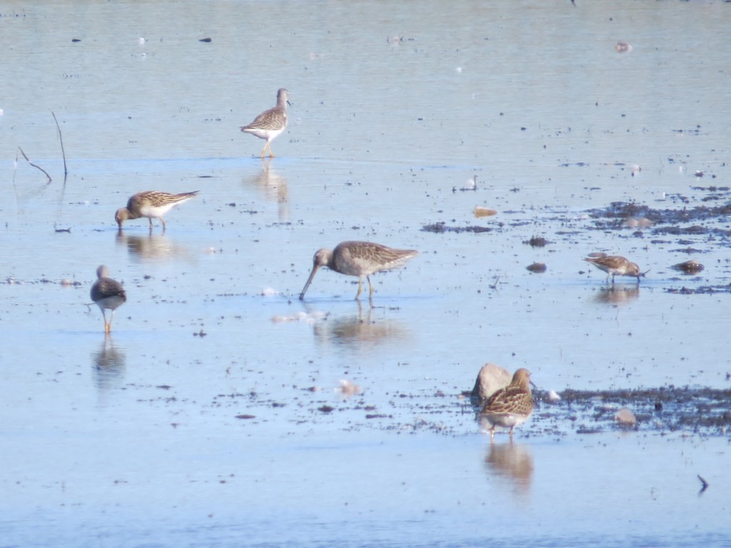 Long-billed Dowitcher