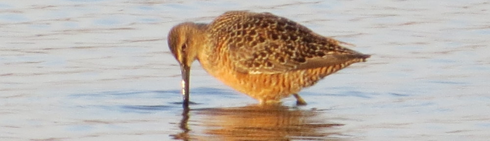 Long-billed Dowitcher