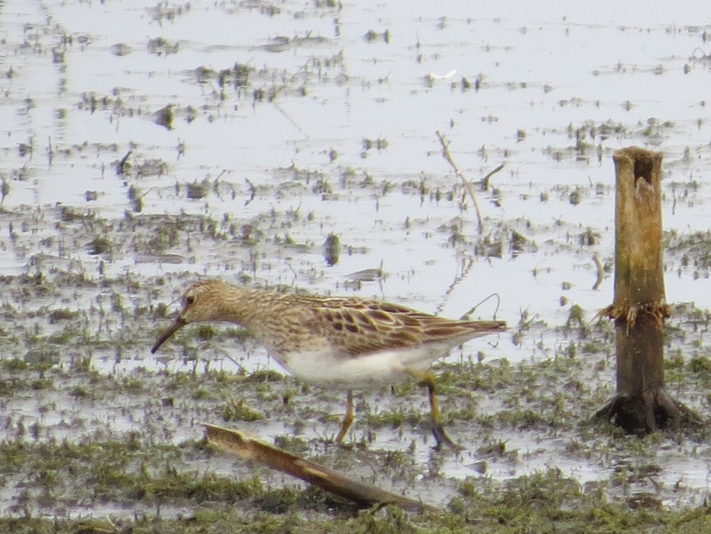 Pectoral Sandpiper