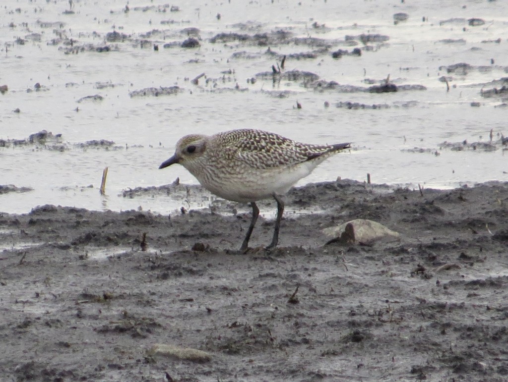 Juvenile Black-bellied Plover