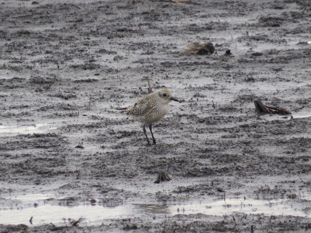 Black-bellied Plover