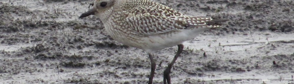 Black-bellied Plover