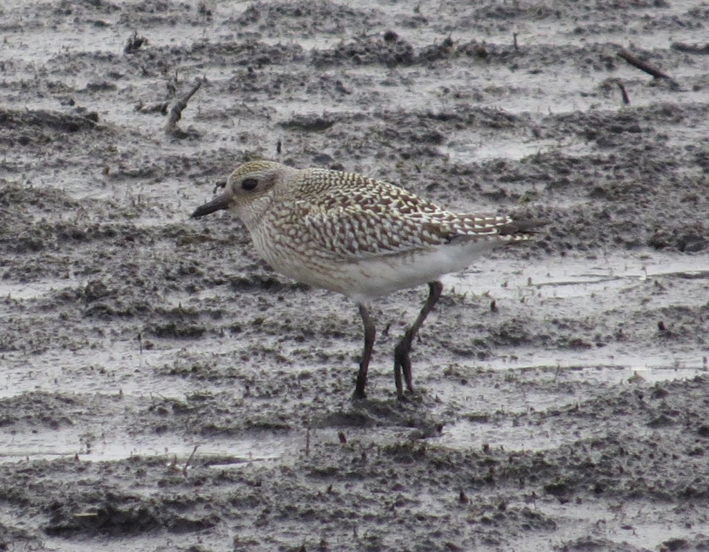 Black-bellied Plover