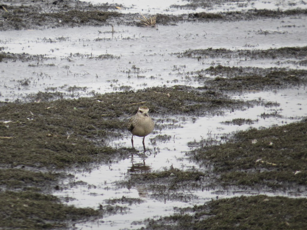 American Golden-Plover