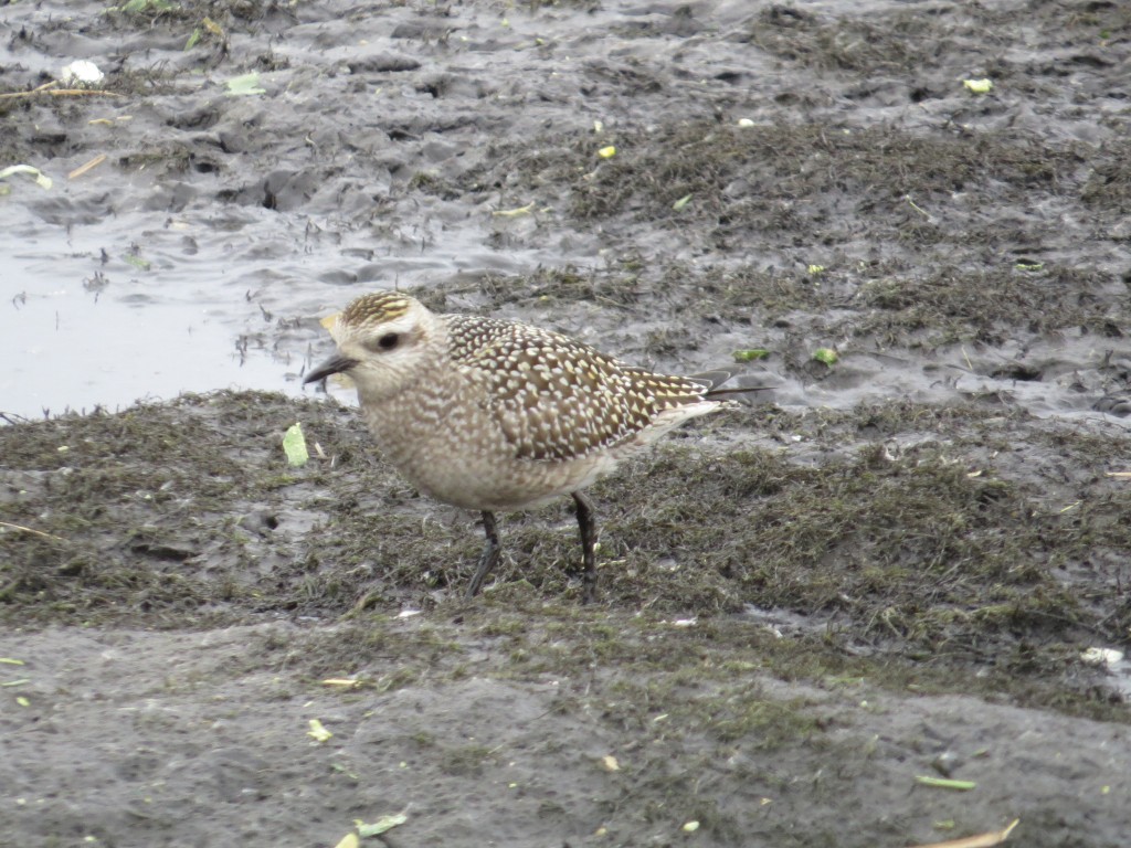 American Golden-Plover