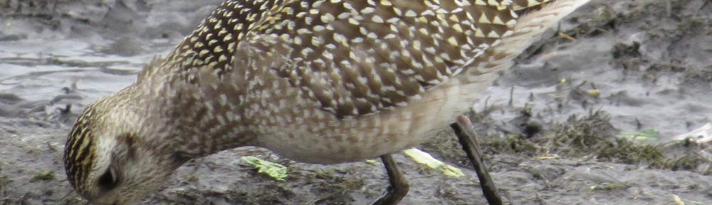 American Golden-Plover